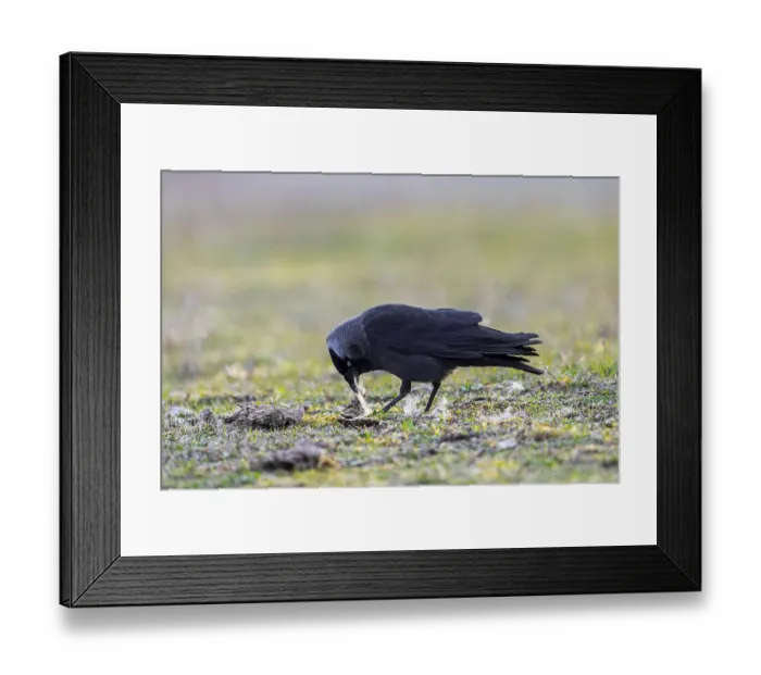 Framed Print : Western jackdaw, European jackdaw (Coloeus monedula) collecting nesting material like sheep's wool in meadow