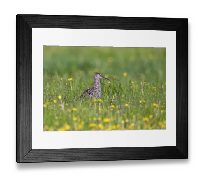 Framed Print : Eurasian curlew, common curlew (Numenius Arquata)