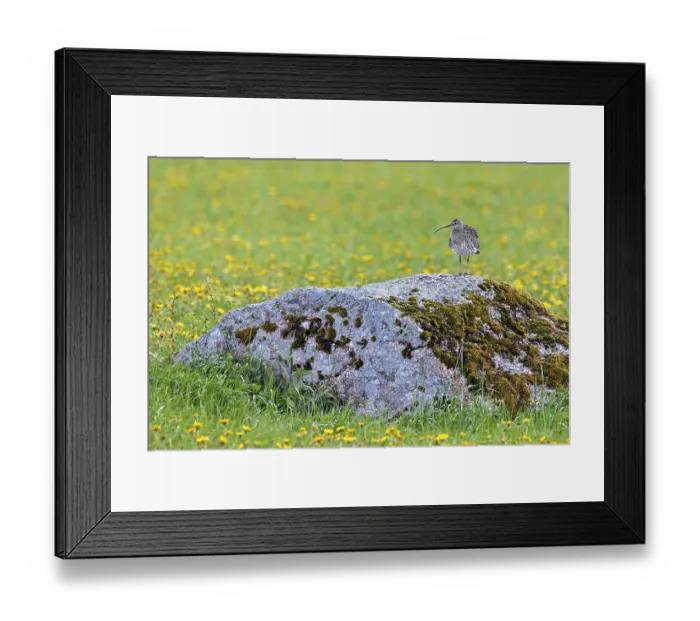 Framed Print : Eurasian curlew, common curlew (Numenius Arquata)