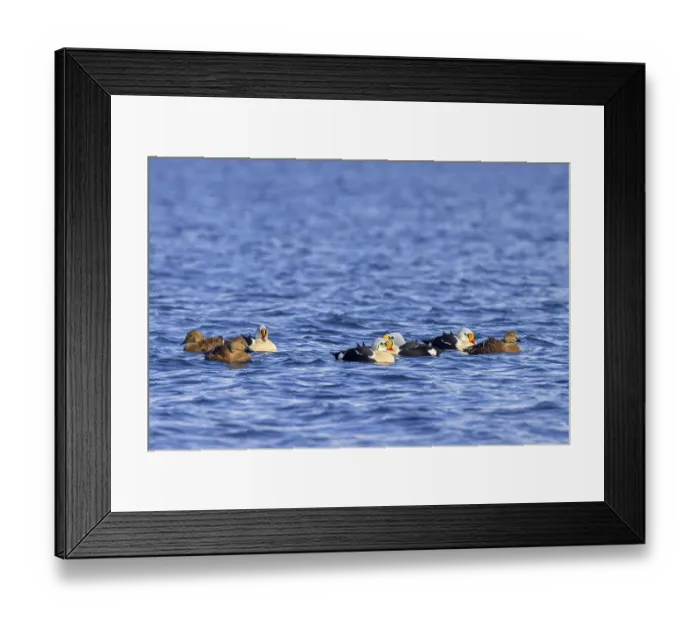 Framed Print : King eider (Somateria spectabilis) Framed Print : King eider (Somateria spectabilis)