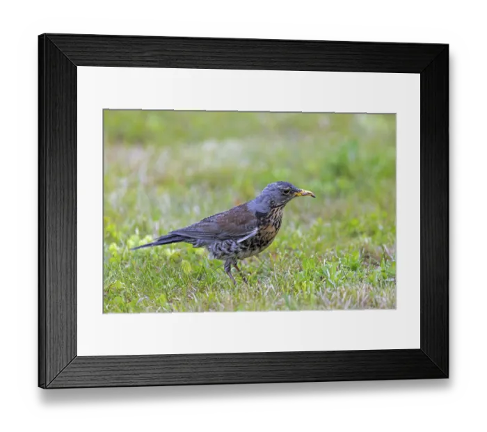 Framed Print : Fieldfare (Turdus pilaris) adult with caught earthworm prey in beak foraging in grassland