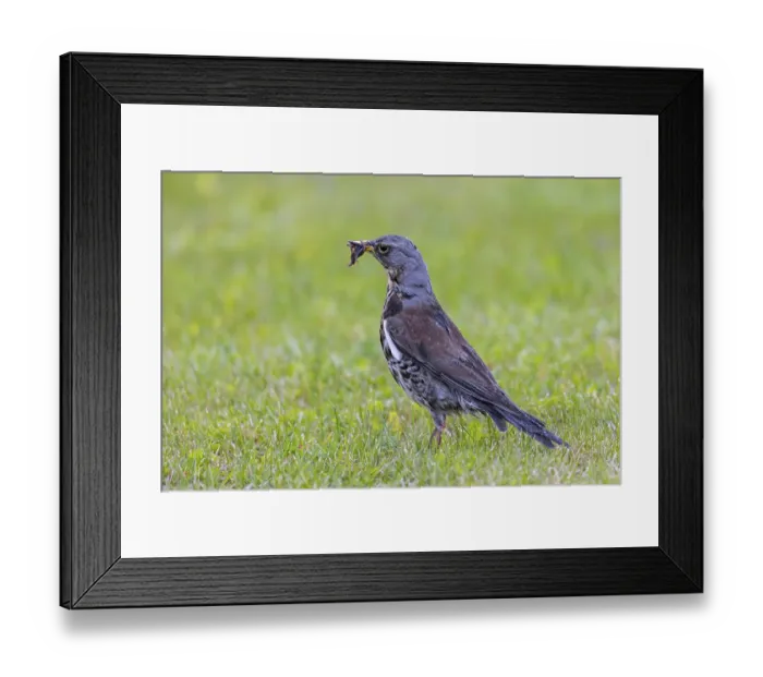 Framed Print : Fieldfare (Turdus pilaris) adult foraging in grassland