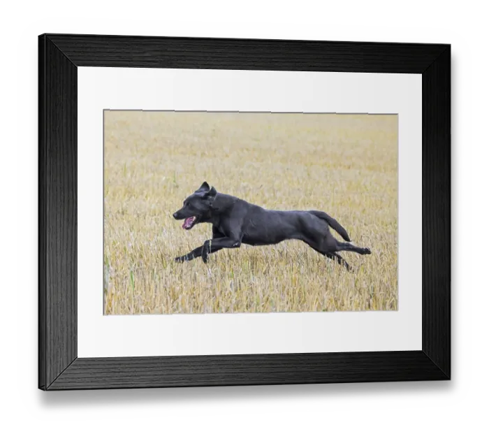 Framed Print : Black Labrador Retriever gun dog