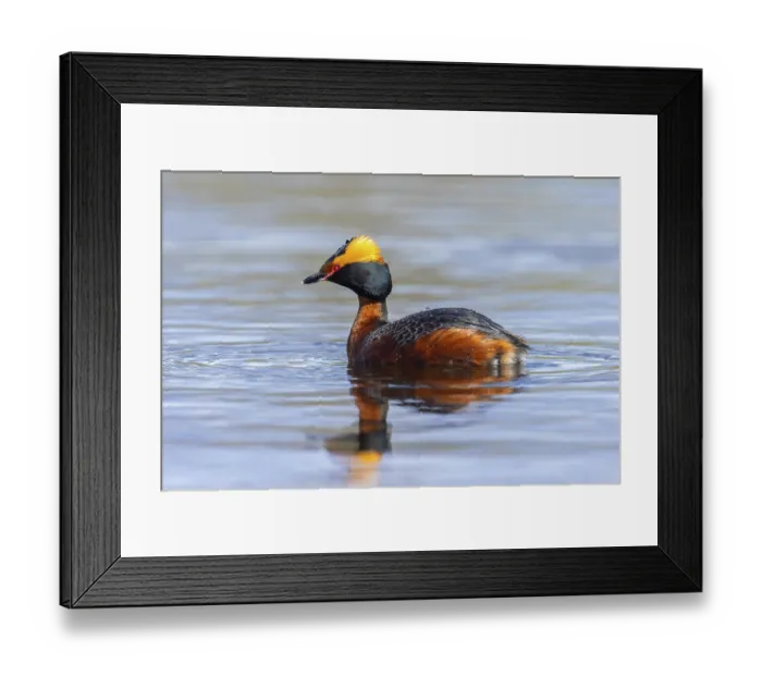 Framed Print : Horned grebe, Slavonian grebe (Podiceps auritus) adult in breeding plumage swimming in pond in spring