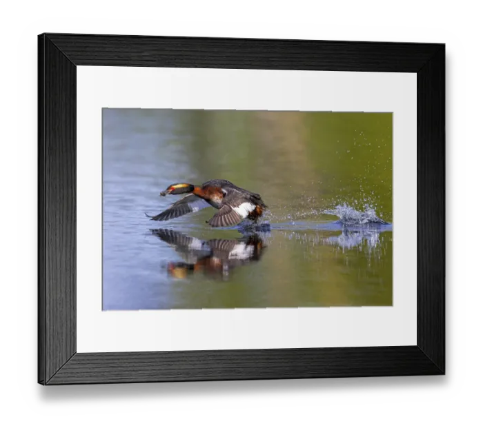 Framed Print : Horned grebe, Slavonian grebe (Podiceps auritus) Framed Print : Horned grebe, Slavonian grebe (Podiceps auritus)