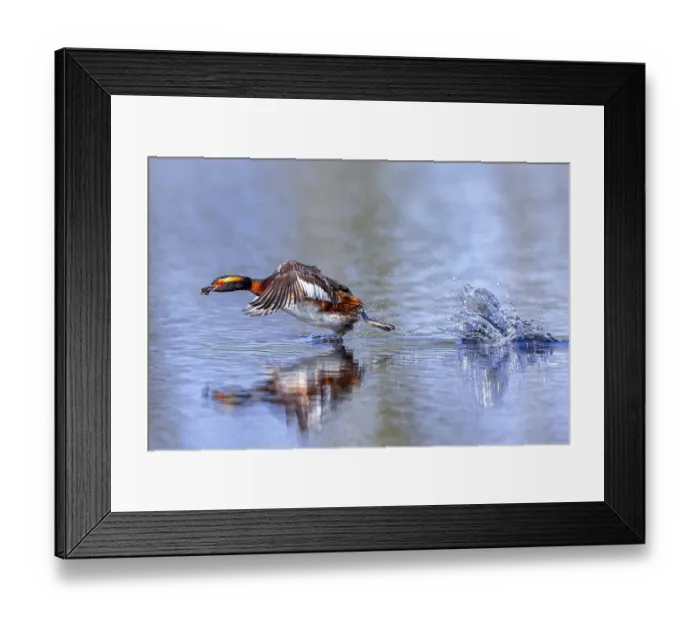 Framed Print : Horned grebe, Slavonian grebe (Podiceps auritus)