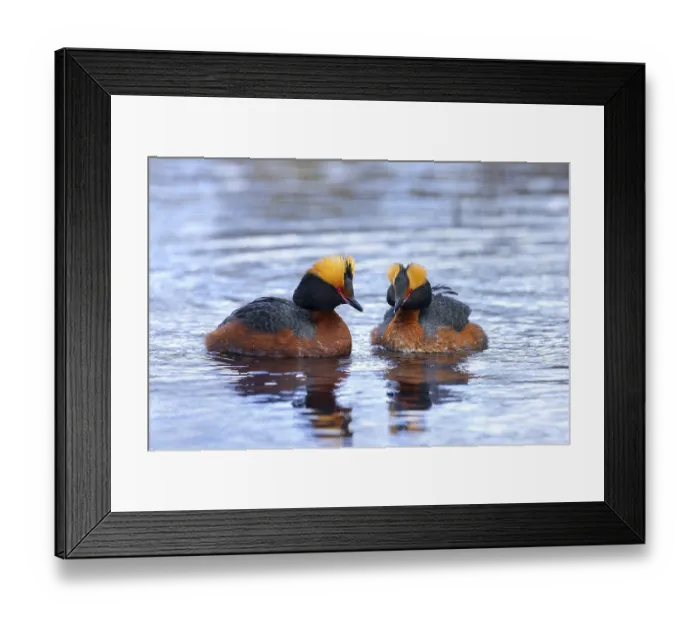 Framed Print : Horned grebe, Slavonian grebe (Podiceps auritus) pair in breeding plumage swimming in pond in spring Framed Print : Horned grebe, Slavonian grebe (Podiceps auritus) pair in breeding plumage swimming in pond in spring