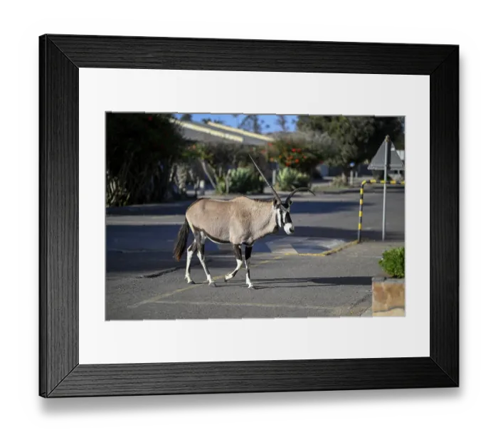 Framed Print : Oryx antelope or gemsbok (Oryx gazella) crossing a road at a zebra crossing