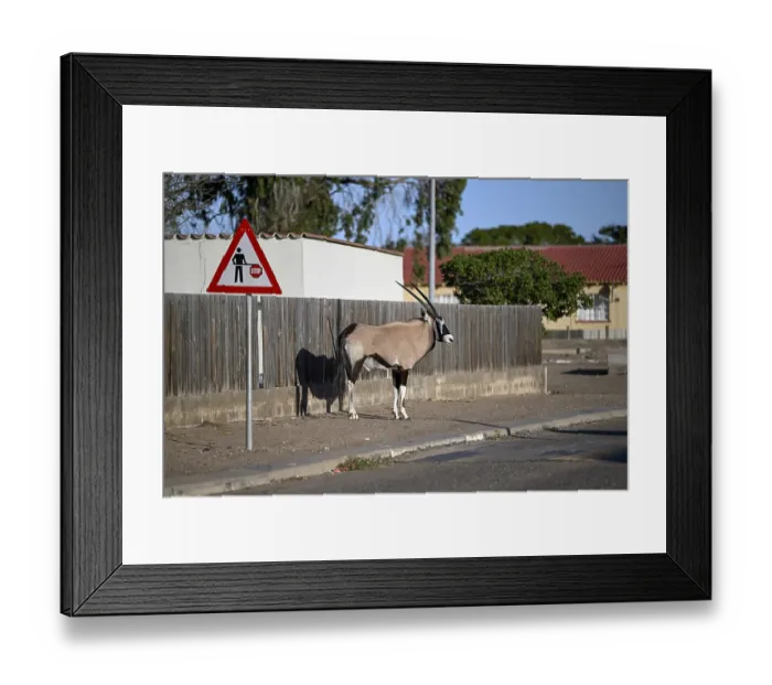 Framed Print : Oryx antelope or gemsbok (Oryx gazella) on a pavement
