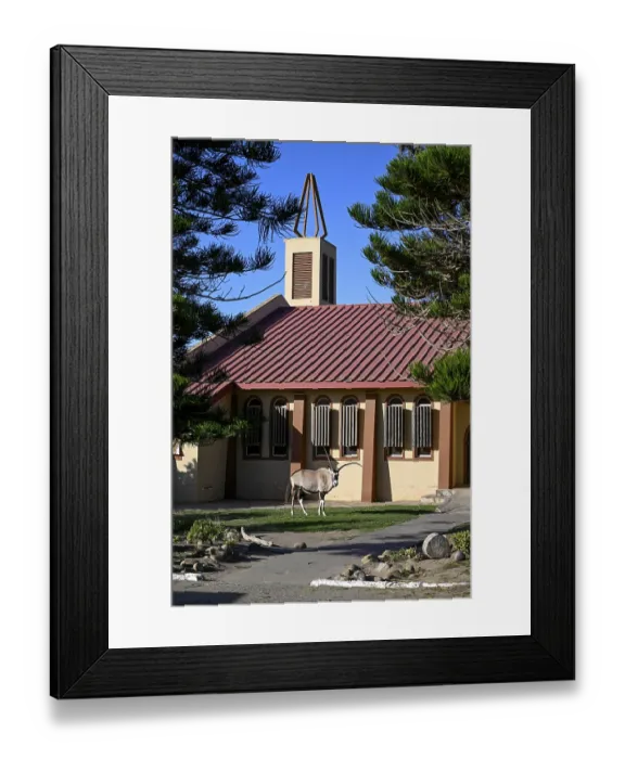 Framed Print : Oryx antelope or gemsbok (Oryx gazella) in front of the Dutch Reformed Church