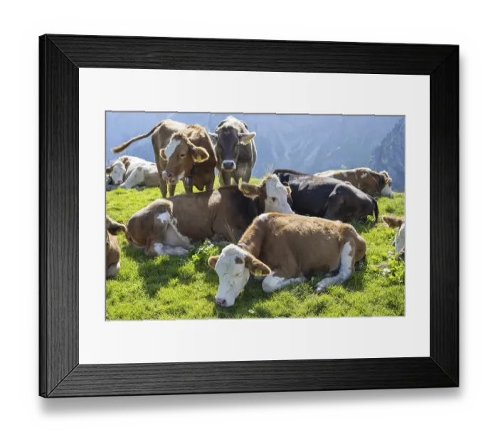 Framed Print : Hornless Allgau cows, Alpine pasture landscape near Pfronten Framed Print : Hornless Allgau cows, Alpine pasture landscape near Pfronten