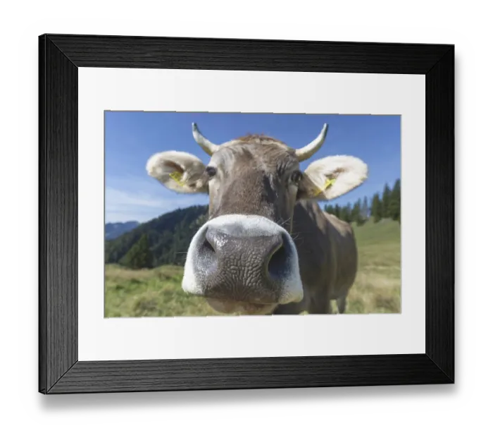 Framed Print : Curious Allgau Brown Swiss Framed Print : Curious Allgau Brown Swiss