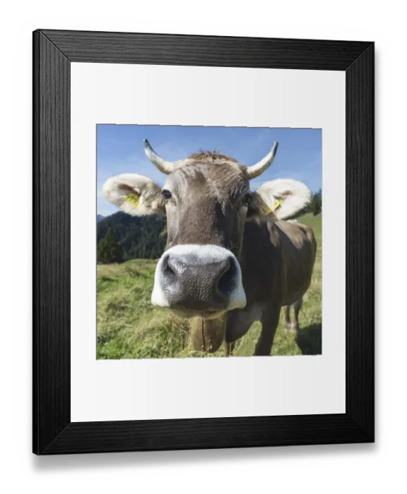 Framed Print : Curious Allgau Brown Swiss