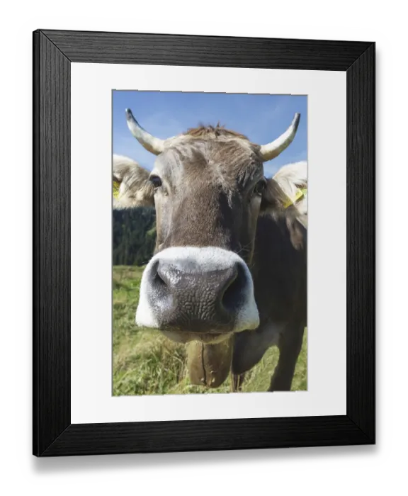 Framed Print : Curious Allgau Brown Swiss Framed Print : Curious Allgau Brown Swiss