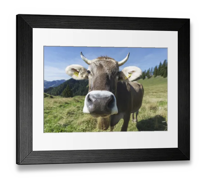 Framed Print : Curious Allgau Brown Swiss Framed Print : Curious Allgau Brown Swiss