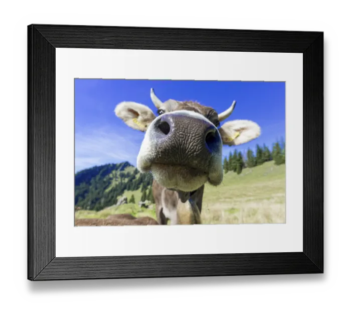 Framed Print : Allgau Brown Swiss, (Bos primigenius taurus) Framed Print : Allgau Brown Swiss, (Bos primigenius taurus)