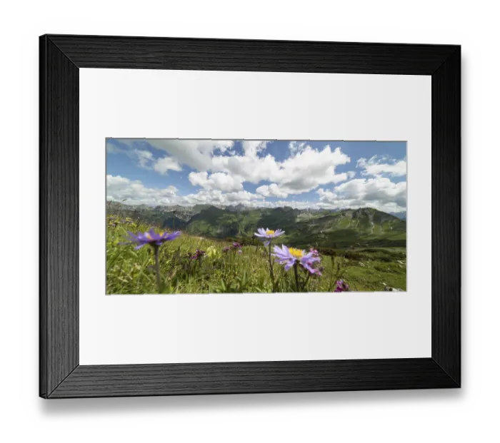 Framed Print : Mountain panorama with blooming alpine aster (Aster alpinus)