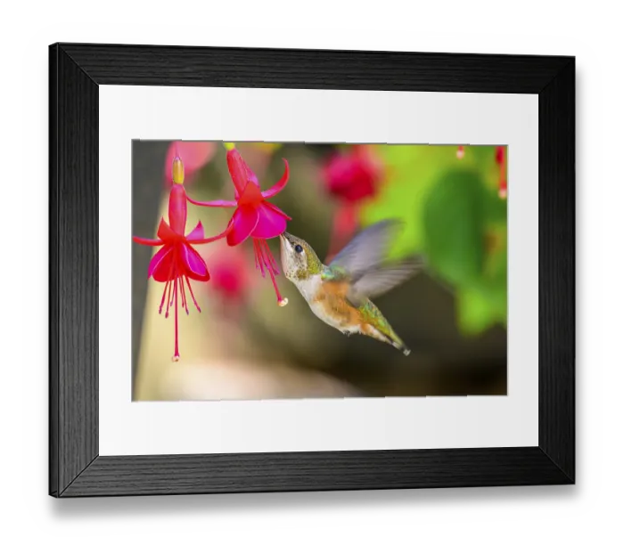 Framed Print : A Rufous Hummingbird (Selasphorus rufus) and Fuschia flowers