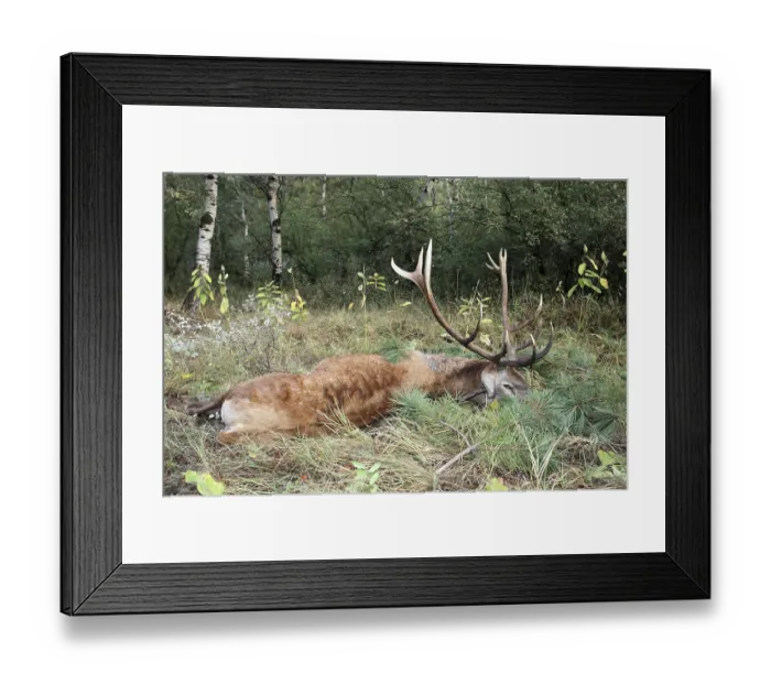 Framed Print : Red deer (Cervus elaphus) shot during the rut
