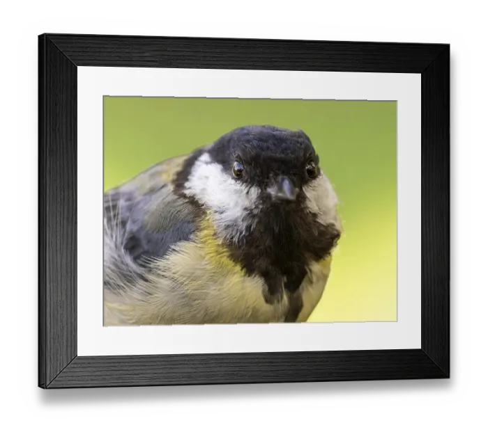 Framed Print : Great tit (Parus major) portrait of the head shown in frontal view Framed Print : Great tit (Parus major) portrait of the head shown in frontal view