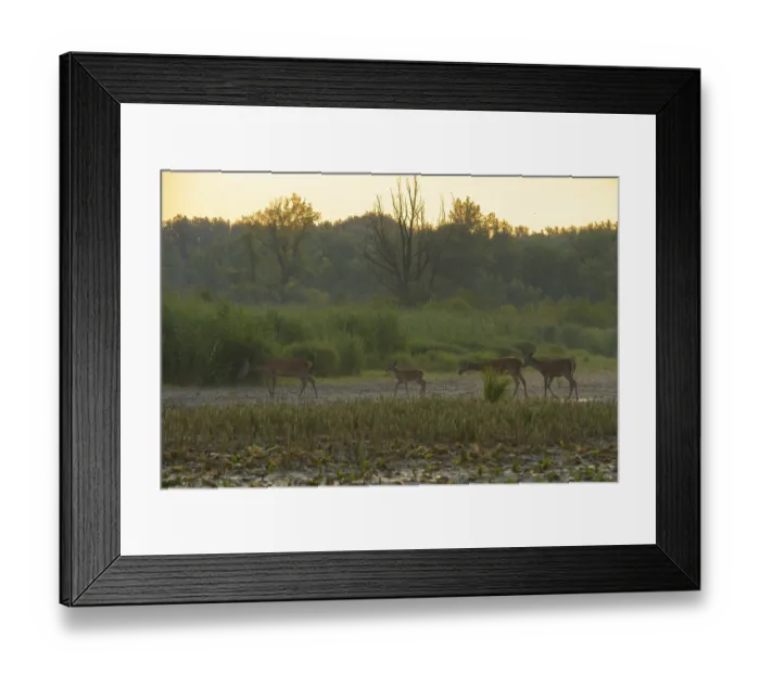 Framed Print : Red deer, calf (Cervus elaphus)