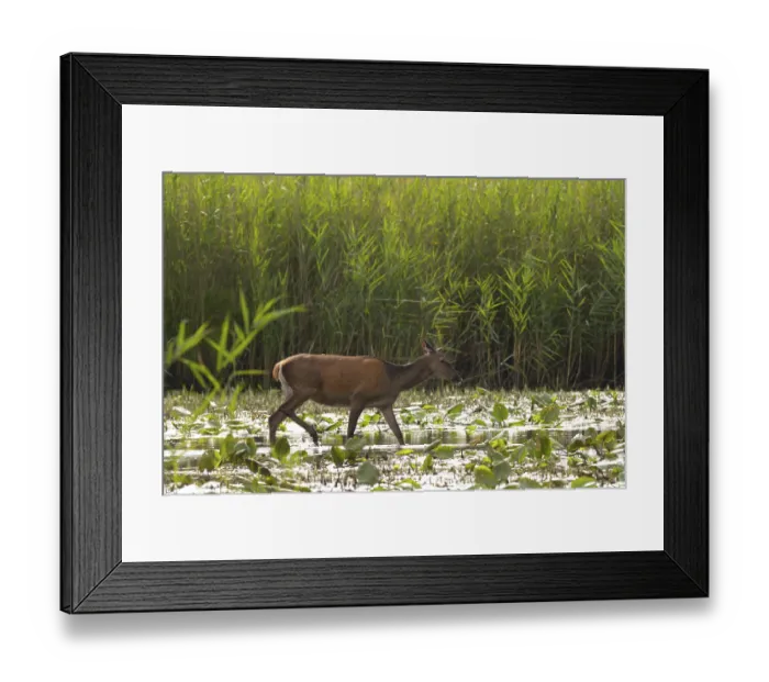 Framed Print : Doe (Cervus elaphus), walking, water