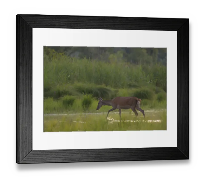Framed Print : Doe (Cervus elaphus), walking, water