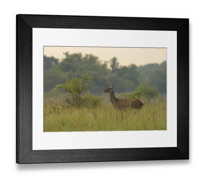 Framed Print : Hind (Cervus elaphus), standing Framed Print : Hind (Cervus elaphus), standing