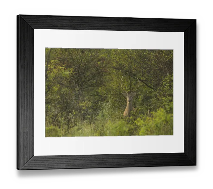 Framed Print : Red deer (Cervus elaphus), standing