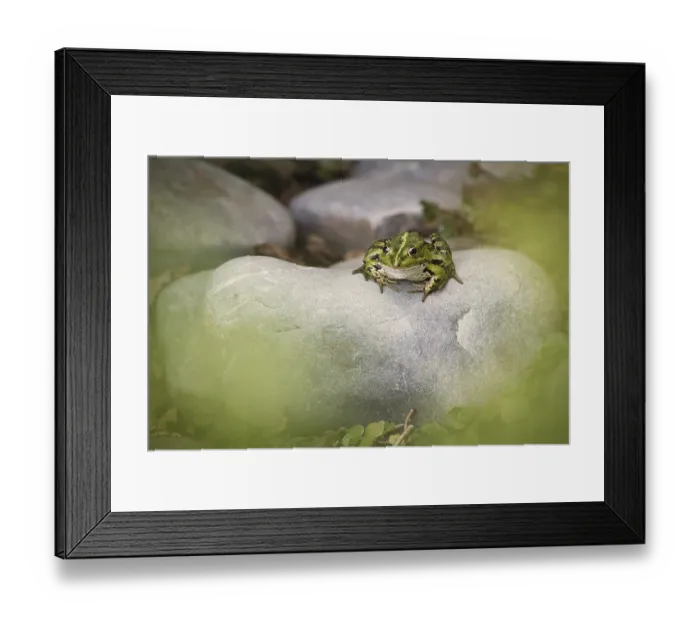 Framed Print : Edible Frog (Pelophylax cl. esculentus) on a stone in the countryside Framed Print : Edible Frog (Pelophylax cl. esculentus) on a stone in the countryside