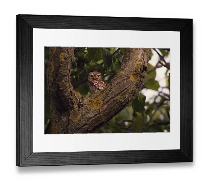 Framed Print : Little owl (Athene noctua) sitting in a branch fork