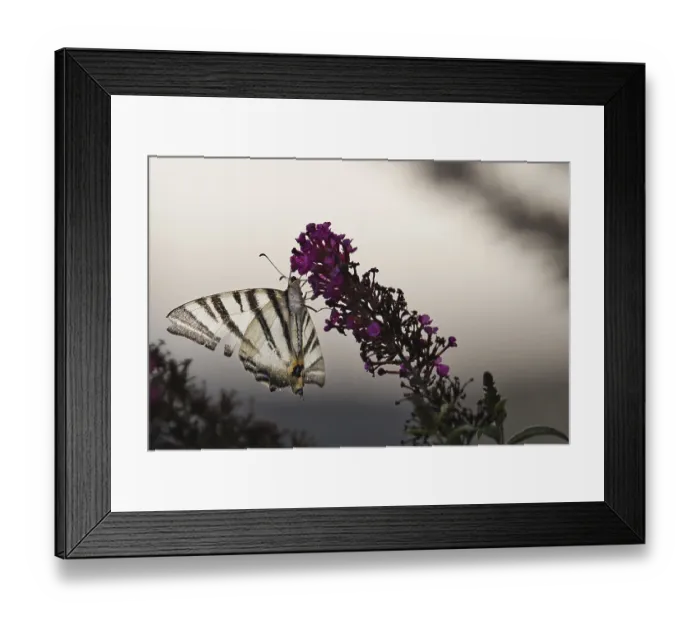 Framed Print : Sail butterfly (Iphiclides podalirius) sitting on a lilac blossom