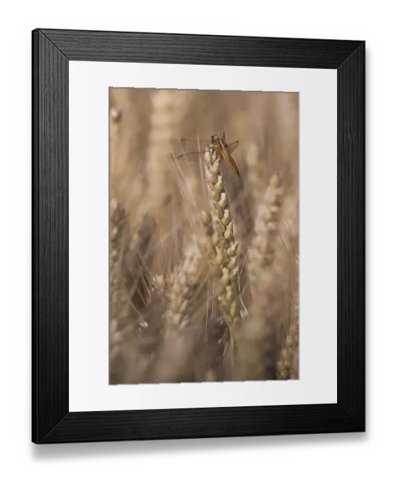 Framed Print : Scarlet Dragonfly (Crocothemis erythraea) in a wheat field