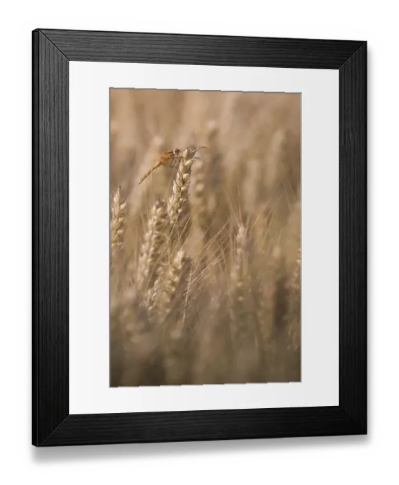 Framed Print : Scarlet Dragonfly (Crocothemis erythraea) in a wheat field Framed Print : Scarlet Dragonfly (Crocothemis erythraea) in a wheat field
