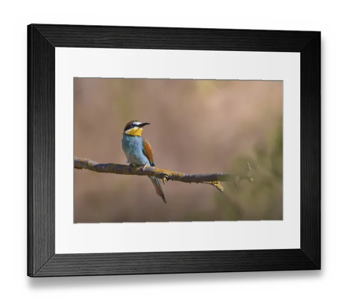 Framed Print : Bee-eater (Merops apiaster) sitting on a branch