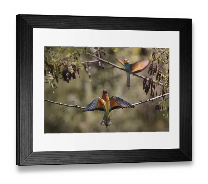 Framed Print : Two bee-eaters (Merops apiaster) sitting on a branch with outstretched wings Framed Print : Two bee-eaters (Merops apiaster) sitting on a branch with outstretched wings