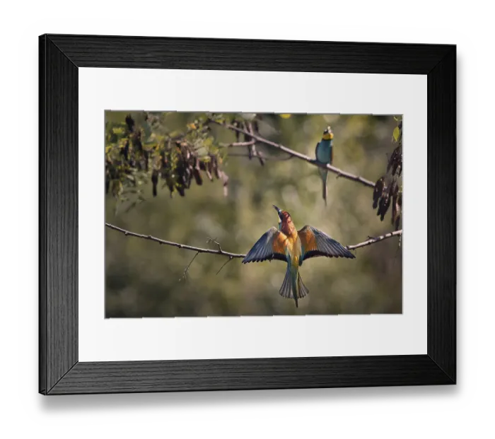 Framed Print : Two bee-eaters (Merops apiaster) sitting on a branch with outstretched wings