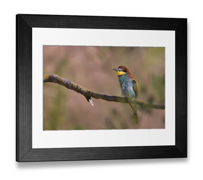 Framed Print : Bee-eater (Merops apiaster) sitting on a branch