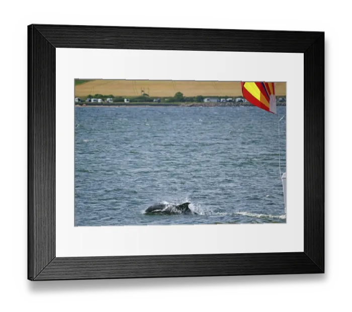 Framed Print : A dolphin swims in the sea while a sailing boat with a colourful flag sails nearby