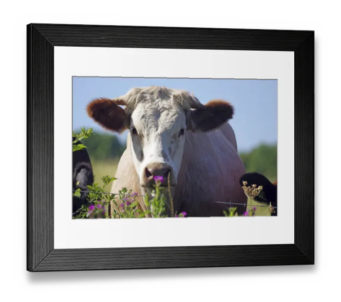 Framed Print : A cow looks curiously over a fence in a green pasture with flowers in the foreground
