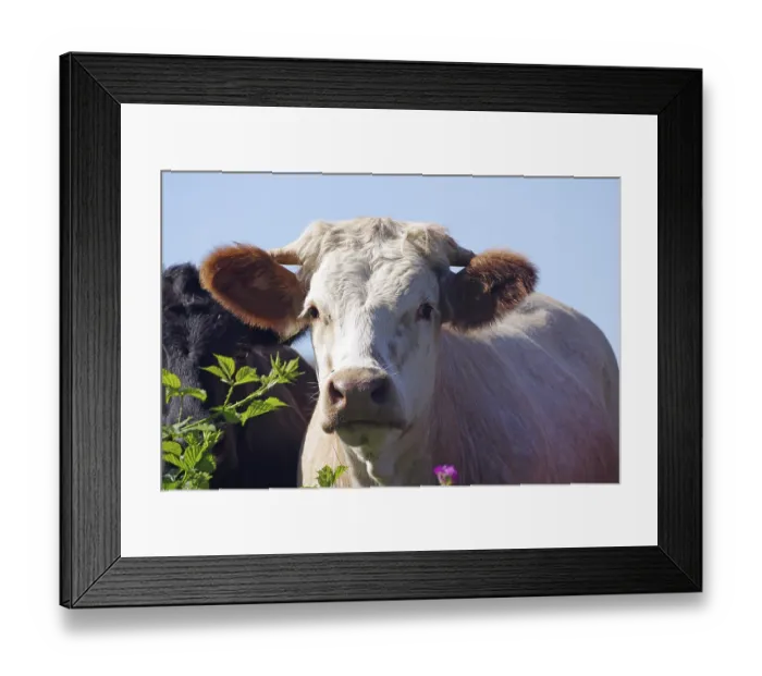 Framed Print : A curious view of a cow in a pasture with flowers and green background