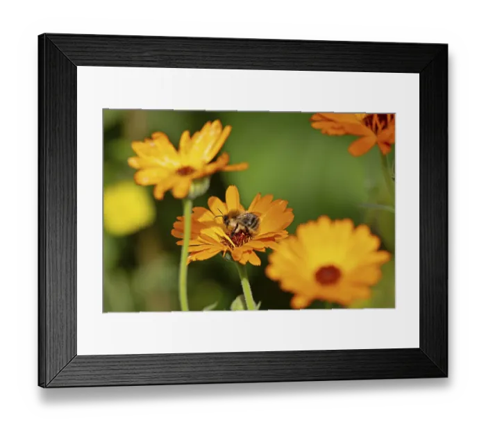 Framed Print : Wild bee on marigold (Calendula officinalis) Framed Print : Wild bee on marigold (Calendula officinalis)