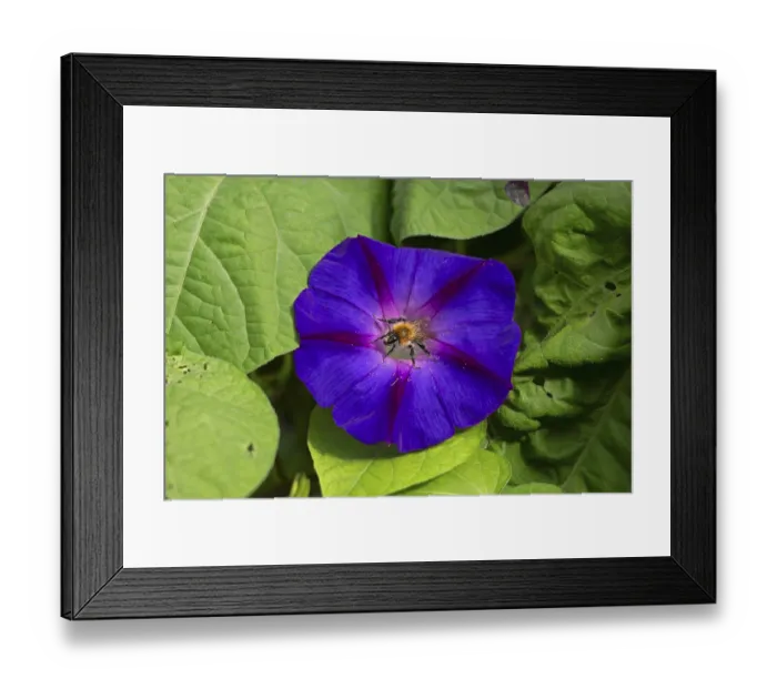 Framed Print : Wild bee on funnel bindweed (Ipomoea purpurea) flower Framed Print : Wild bee on funnel bindweed (Ipomoea purpurea) flower