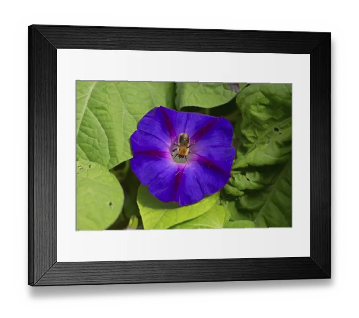 Framed Print : Wild bee on funnel bindweed (Ipomoea purpurea) flower