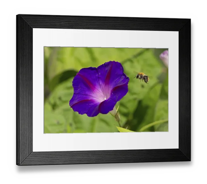 Framed Print : Wild bee flying towards a funnel bindweed (Ipomoea purpurea) flower