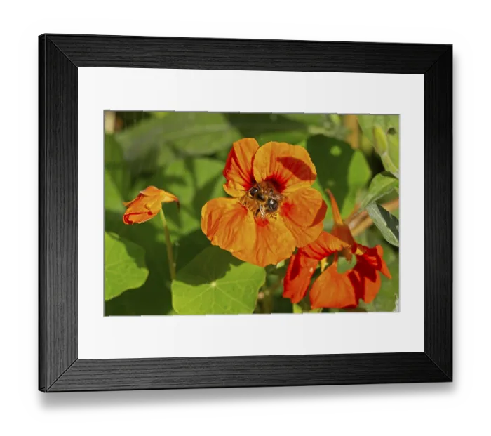 Framed Print : Wild bee on nasturtium (Tropaeolum) flowers Framed Print : Wild bee on nasturtium (Tropaeolum) flowers