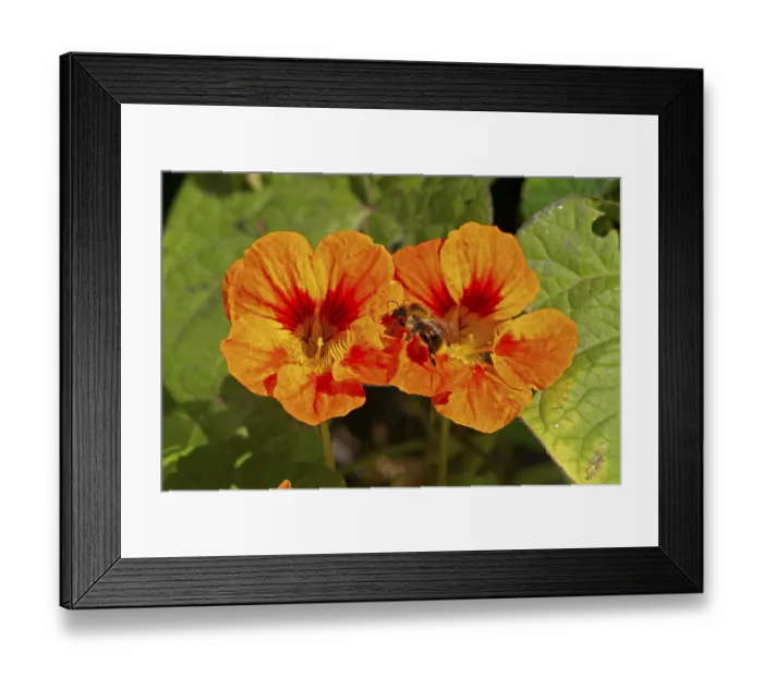 Framed Print : Wild bee on nasturtium (Tropaeolum) flowers Framed Print : Wild bee on nasturtium (Tropaeolum) flowers