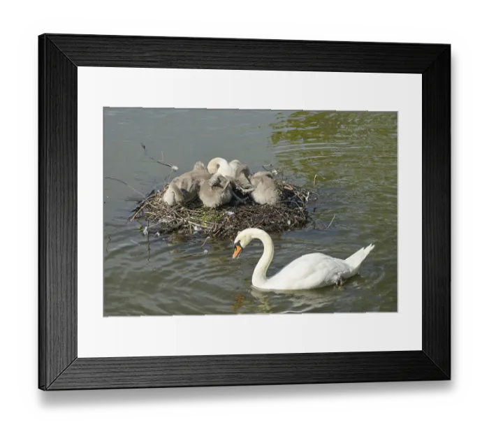 Framed Print : Nest, swans, young animals, Blumelteich Framed Print : Nest, swans, young animals, Blumelteich