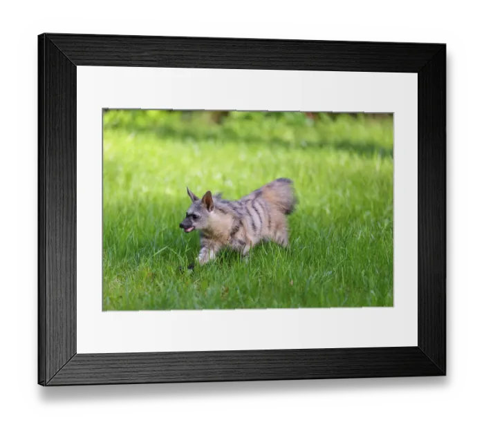 Framed Print : An aardwolf (Proteles cristatus) runs across a green meadow