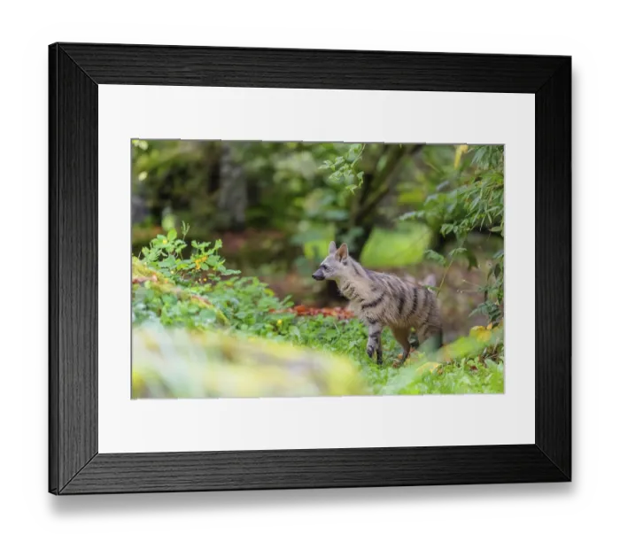 Framed Print : An aardwolf (Proteles cristatus) stands in a green meadow behind a mossy rock at the edge of the forest
